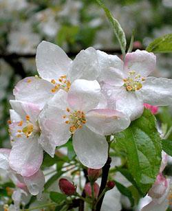CRAB APPLE: per chi disturba alcuni dettagli non perfetti del proprio aspetto